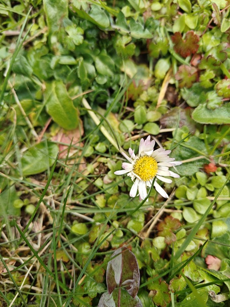 Common Daisy